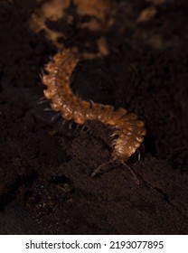 This species is a member of a family of millipedes in the order Polydesmida. Millipedes are extremely useful in their environment because they shred organic matter and mix it through the soil.