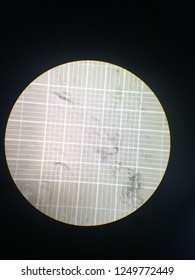 This is sperms of buffalo on counting chamber. Look through the microscope