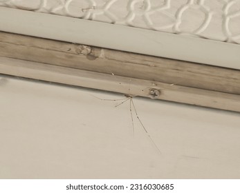 This is a spider which is found in everyone's house.