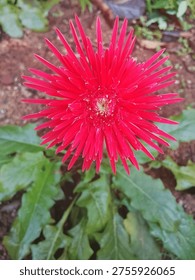 This is a spider-type Gerbera.It is distinguished by its narrow, needle-like petals that give it a shaggy or starburst appearance compared to the rounded petals of standard daisies.