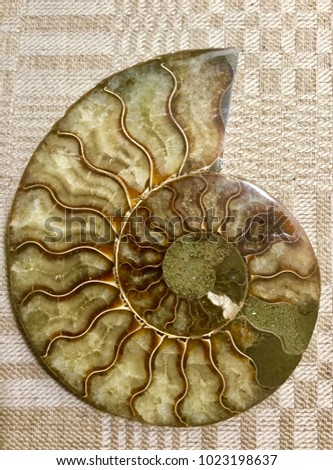 This is a split, polished ammonite fossil from a quarry in Madagascar. It is probably over 110 million years old, and has developed an opalescent shine, and holds minerals such as calcite!