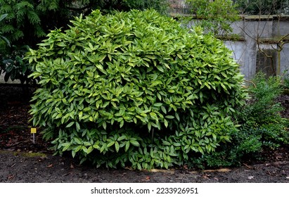 This spotted leaved aucuba grows slowly as a dense rounded evergreen shrub. It prefers rich, moist well-drained soil in partial to full shade.  Flowers appear in the in early spring and the foliage gl - Shutterstock ID 2233926951