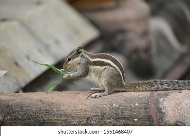 this is a squirrel wallpaper 