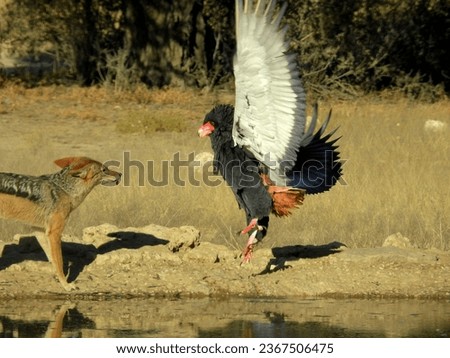 This stand off between a bateleur and jackal at the water hole Cubitjie Quap.  Imposing in size with its wings up in the air