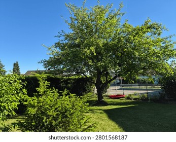 This stock captures the tranquility of a well-kept garden on a clear, sunny day. The focal point is a mature apple tree laden with ripe fruits, offering a serene backdrop for leisurely strolls or family gatherings. A quaint house nestles nearby, adding to the idyllic ambiance. The exudes a sense of calm and invites viewers to imagine themselves sitting on the bench in the shade of the tree, enjoying a refreshing beverage while watching the world go by.
