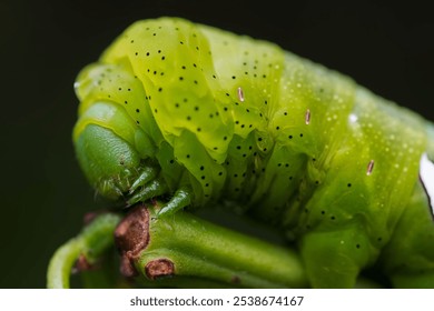 This stock image captures an up-close view of a large green Oruga insect perched on a bed of lush green foliage