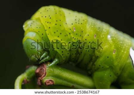 This stock image captures an up-close view of a large green Oruga insect perched on a bed of lush green foliage