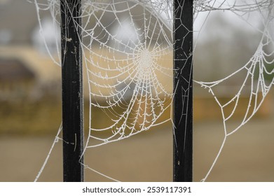 This stock photo features a spider web with some small white dots on it in a fence - Powered by Shutterstock