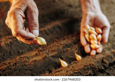 This striking close-up features the hands of a seasoned farmer holding a handful of carefully-selected seeds. The selective focus on the seeds creates a sense of depth and texture, - Shutterstock ID 2267468203