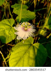 This striking close-up features a wild passion flower Passiflora foetida, showcasing its uniquely intricate structure. Delicate white outer petals spread open, surrounding a dense ring of fine, thread‑like filaments that shift from bright white to soft pink near the center. Rising above this are prominent green reproductive parts: the ovary, curved styles, and pale yellow anthers, forming a distinctive crown‑like shape. Beside the bloom sits a round, unopened bud covered in fine, sticky hairs. The flower rests among large, heart‑shaped green leaves with visible veins and a slightly fuzzy texture, bathed in warm golden sunlight. The deep, shadowy background accentuates the fresh, vivid details of the flower and foliage, creating a natural, serene, and detailed portrait of this exotic wild bloom.