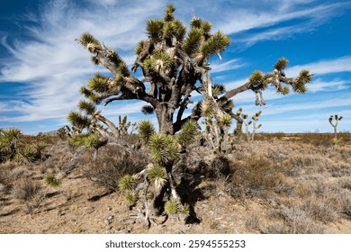 This striking image captures iconic Joshua trees in a unique landscape, showcasing their distinct shape against a vivid blue sky, emphasizing their natural beauty.