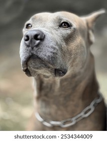 This striking image captures a Pit Bull with a solemn expression, showcasing its strong features and unique personality. The dog's focused gaze invites viewers to appreciate its depth and character