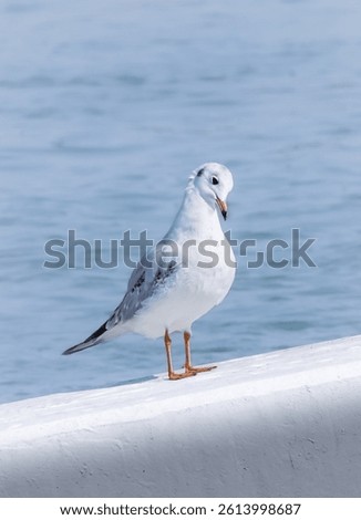 This striking image features a seagull standing gracefully on a ledge, showcasing its pristine white feathers against a backdrop of tranquil blue waters. The bird's elegant posture.