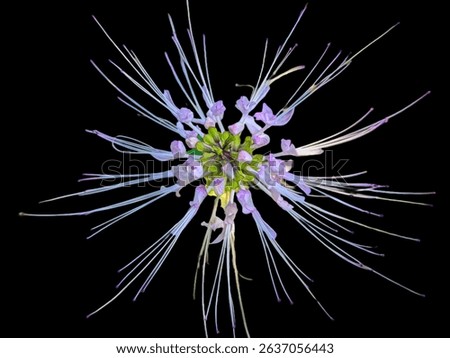 This striking image features a spiky, lavender-hued flower, possibly Cat's whiskers, against a stark black background, highlighting its unique form