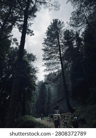 This striking, low-angle shot captures the serene and moody atmosphere of the famous Pipeline Track in Nathia Gali, where towering pine trees stretch high into a soft, overcast sky. The vertical perspective beautifully emphasizes the grand scale of nature, casting a cool, desaturated palette that gives the forest an ethereal, misty vibe. As diffused daylight filters through the dense canopy, it illuminates a winding dirt path below where a few trekkers can be seen walking toward a simple, modern structure nestled quietly against the hillside—a peaceful reminder of human connection within a vast, breathtaking wilderness.
