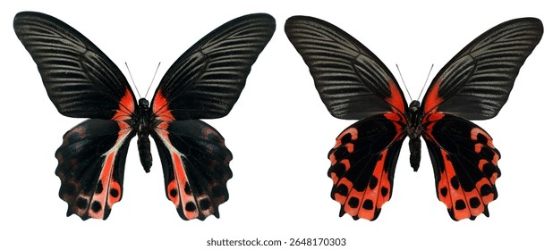 Esta llamativa mariposa roja