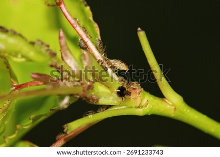This is a strong macro shot, particularly excelling in critical focus which is perfectly placed on the central cluster of aphids
