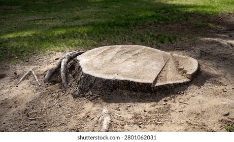 This stump is the remaining part of the trunk after the tree has been cut down. The stump can be removed using a specialized stump grinder. Complete removal may require an excavator to dig up both the stump and roots.