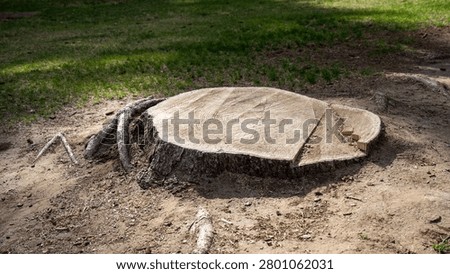 This stump is the remaining part of the trunk after the tree has been cut down. The stump can be removed using a specialized stump grinder. Complete removal may require an excavator to dig up both the stump and roots.