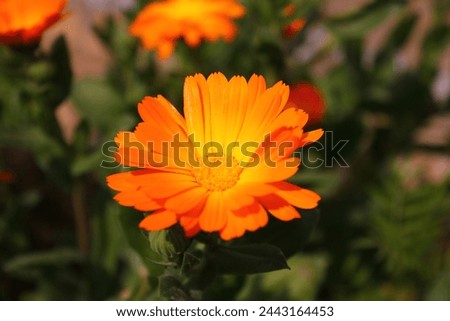 This stunning close-up image captures the vibrant beauty of a bright orange flower in exquisite detail. The delicate petals are in full bloom, showcasing the intricate patterns and rich color 