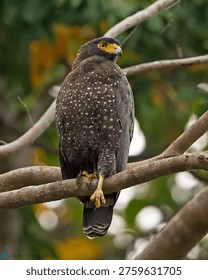This stunning crested serpent eagle with its distinctive spotted plumage and bright yellow beak is captured perching gracefully on a natural branch amidst lush green foliage, showcasing its powerful presence.
