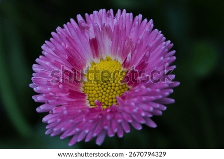 This stunning image features a beautiful pink flower with yellow centers