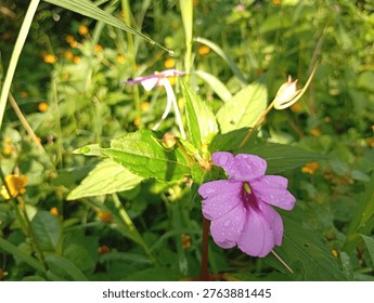 This stunning image features a vibrant pink Balsam flower (Impatiens) blooming amidst a dense thicket of wild greenery during a bright morning, illustrating the refreshing beauty of a natural garden ecosystem. Captured in a sun-drenched outdoor setting, the flower serves as a focal point as it displays its delicate petals covered in glistening morning dew, while several emerging buds nearby promise further growth. The scene demonstrates how the interplay of warm sunlight and overnight moisture provides the perfect conditions for these wildflowers to flourish, creating a serene and picturesque view of the local flora. By highlighting the contrast between the soft purple-pink blossom and the textured, dew-kissed leaves, the photograph captures a fleeting moment of natural purity and botanical vitality.