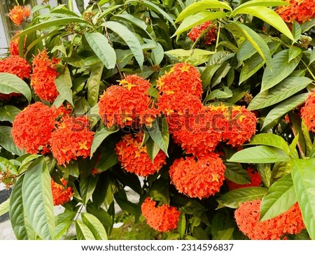 This stunning image showcases the beauty and vibrancy of the Chinese Ixora Rangan tree. The colourful blooms and lush foliage create a striking and captivating scene that is perfect for use in nature.