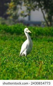 This stunning photograph captures a beautiful white cattle egret, Bubulcus ibis, standing amidst a lush green cropland.
