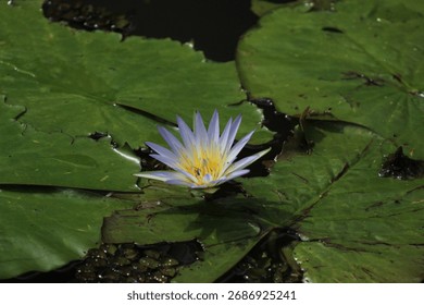 This stunning top-down view captures a flawless water lily (Nymphaea) at its peak. Two bees work inside, showcasing the vital process of pollination in a scene of perfect natural harmony and vibrant c