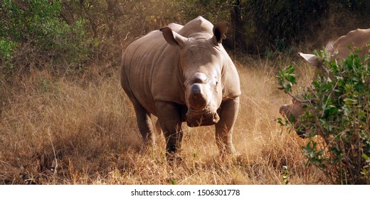 This Is A Sumatran Rhino