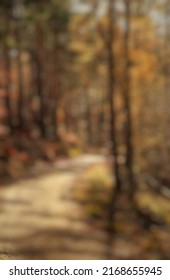 This Sunlight Illuminates The Path In The Forest Under The Big Trees The Abstract Blur Background Is Out Of Focus