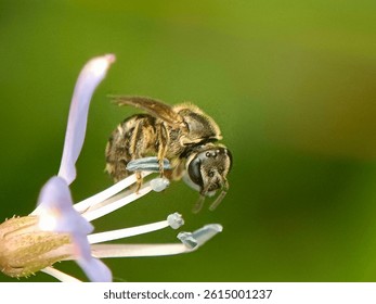 This is a sweat bee, likely in the genus Lasioglossum (Halictidae)