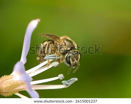This is a sweat bee, likely in the genus Lasioglossum (Halictidae)