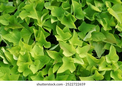 This sweet potato vine has lime green leaves that light up in the sunlight and look paler in part shade. - Powered by Shutterstock