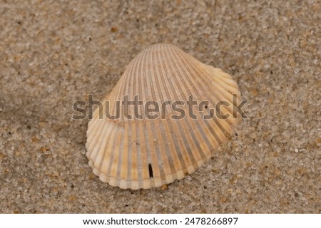 This tan seashell lay sitting on the beach when this picture was taken. The ridges of this seashell almost make it look like a fan. Grains of brown sand lay all around with such texture.