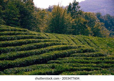 This Tea Garden Has Existed In Russia For Over 70 Years. Unique Russian Tea Is Collected Here