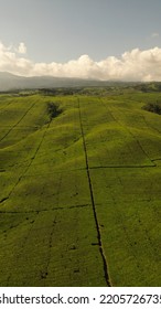 This Tea Garden, Located In Kepahiang, Will Soon Be Harvested.  Its Beauty From Above The Sky Will Amaze Anyone Because Of The Neat Plot Of This Plant That Has Never Been Imagined.