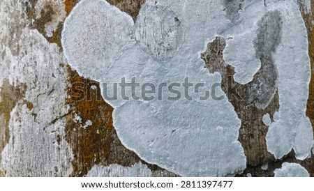 
This is the texture of a mushroom that grows in the soil rather than on wood... for the background