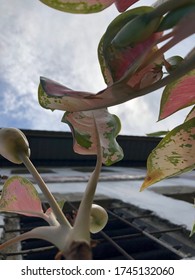 This Is The Thickened Part At The Bottom Of The Flower Which Holds Its Major Organs.