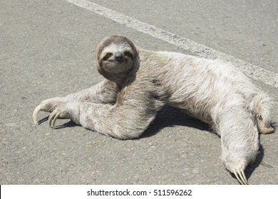 This three toed sloth did not mind the slow traffic on the roads of Costa Rica. He happily smiled to those behind him as he continued to cross the road. 