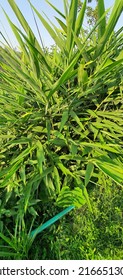 This Is A Tiger Grass Plant With Sharp Leaves