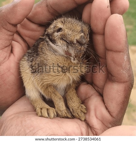 This tiny animal is a young hare, professionally known as a leveret. While easily mistaken for a baby rabbit, several key physical and behavioral traits distinguish it as a member of the genus Lepus.