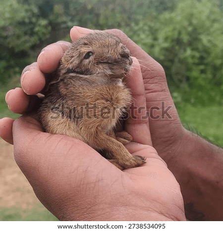 This tiny animal is a young hare, professionally known as a leveret. While easily mistaken for a baby rabbit, several key physical and behavioral traits distinguish it as a member of the genus Lepus.