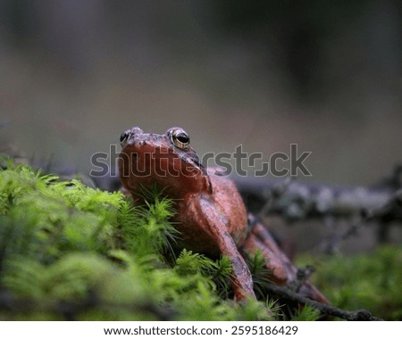 This is a tiny red frog from the north of Spain, specifically in the Basque Country.