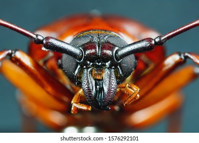 This is titan beetle