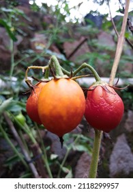 This Tomato Doesn't Grow Well Because Of The Extreme Weather