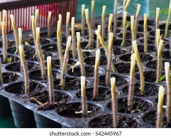 This Is A Tomatoes Grafting.