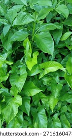 This top-down perspective captures a dense and healthy carpet of Syngonium (Arrowhead plant) foliage, characterized by its distinctive heart-shaped and arrow-shaped leaves. The leaves display various shades of vibrant green, from pale lime to deep emerald, with smooth surfaces that catch the light and reveal subtle, intricate veining patterns. The plants are tightly packed together, creating a seamless sea of greenery that represents a vigorous groundcover or a thriving indoor jungle corner, emphasizing the lush, rhythmic beauty of tropical leaf textures.