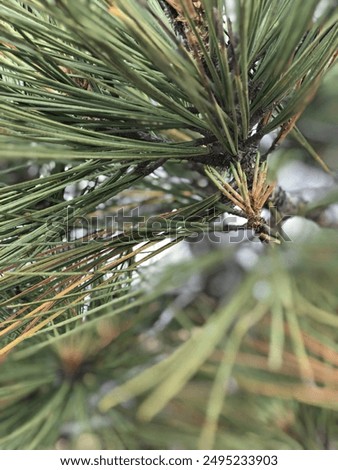 This is a Torrey Pine, located on a trail overlooking both Torrey Pines Golf Course and Torrey Pines Beach.